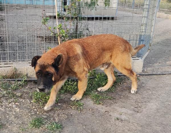 Tyson Gigante Dal Carattere Mite (Nato Intorno Al 2014)